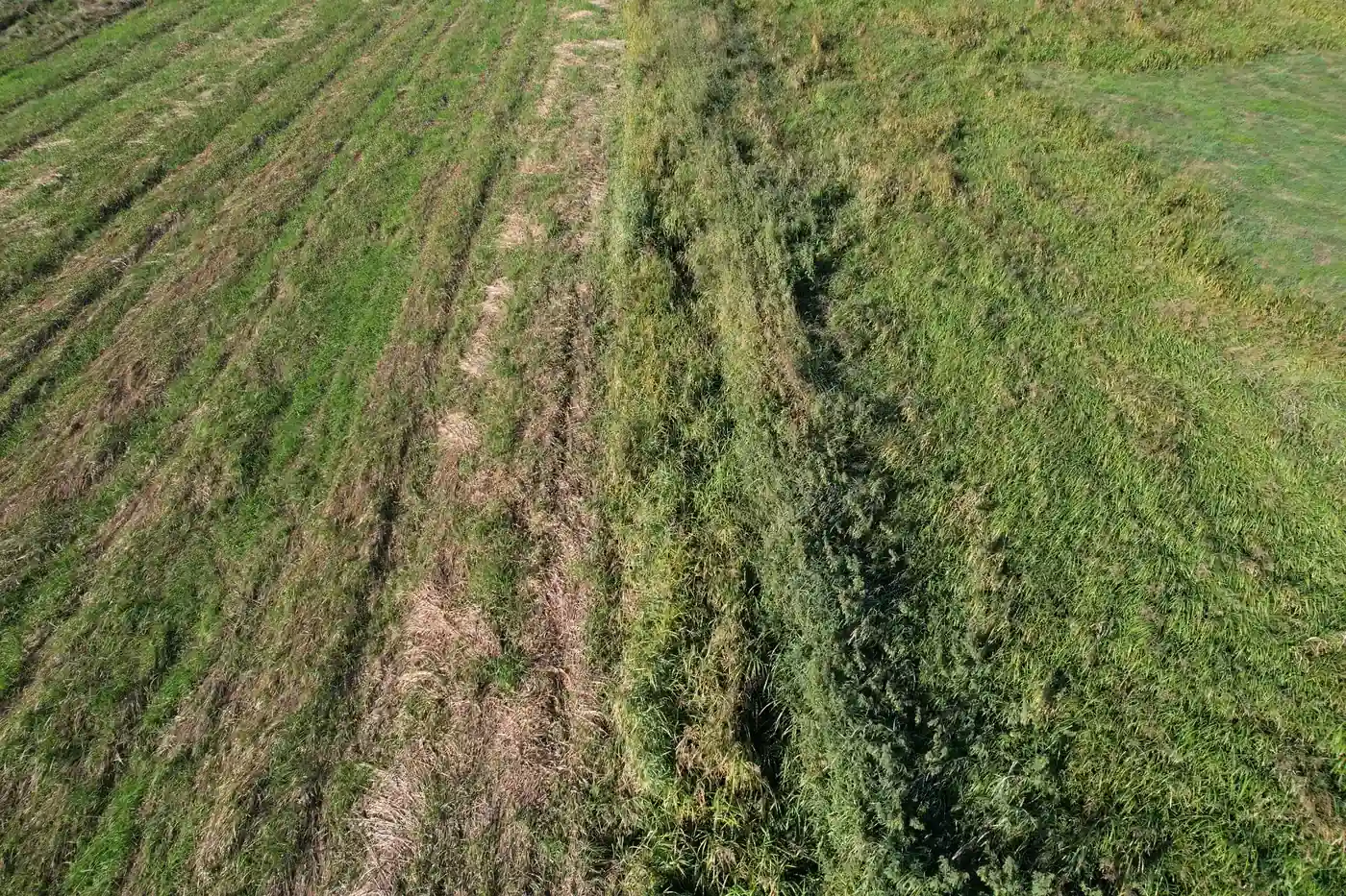 Vandløbskorridor gennem græsarealer, set fra drone