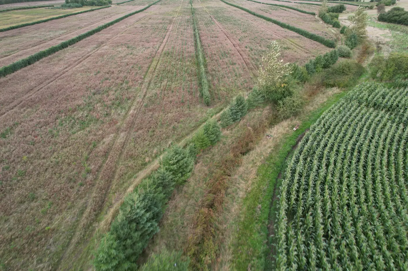 Vandløbskorridor mellem marker, set fra drone