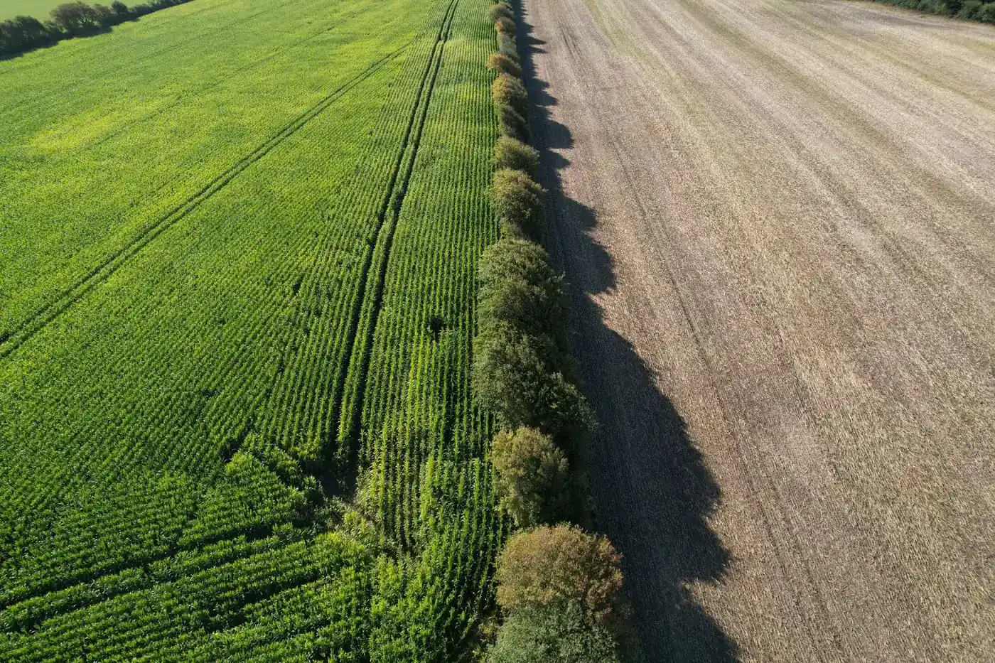 Mark med hegn og bevoksning set fra drone under en førregistrering
