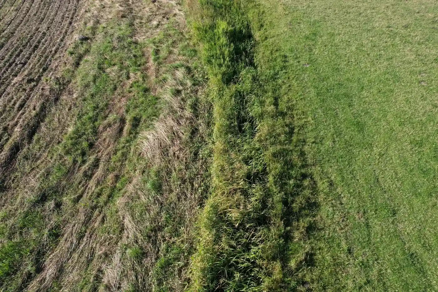 Græsstrimmel mellem dyrkede marker, set fra drone
