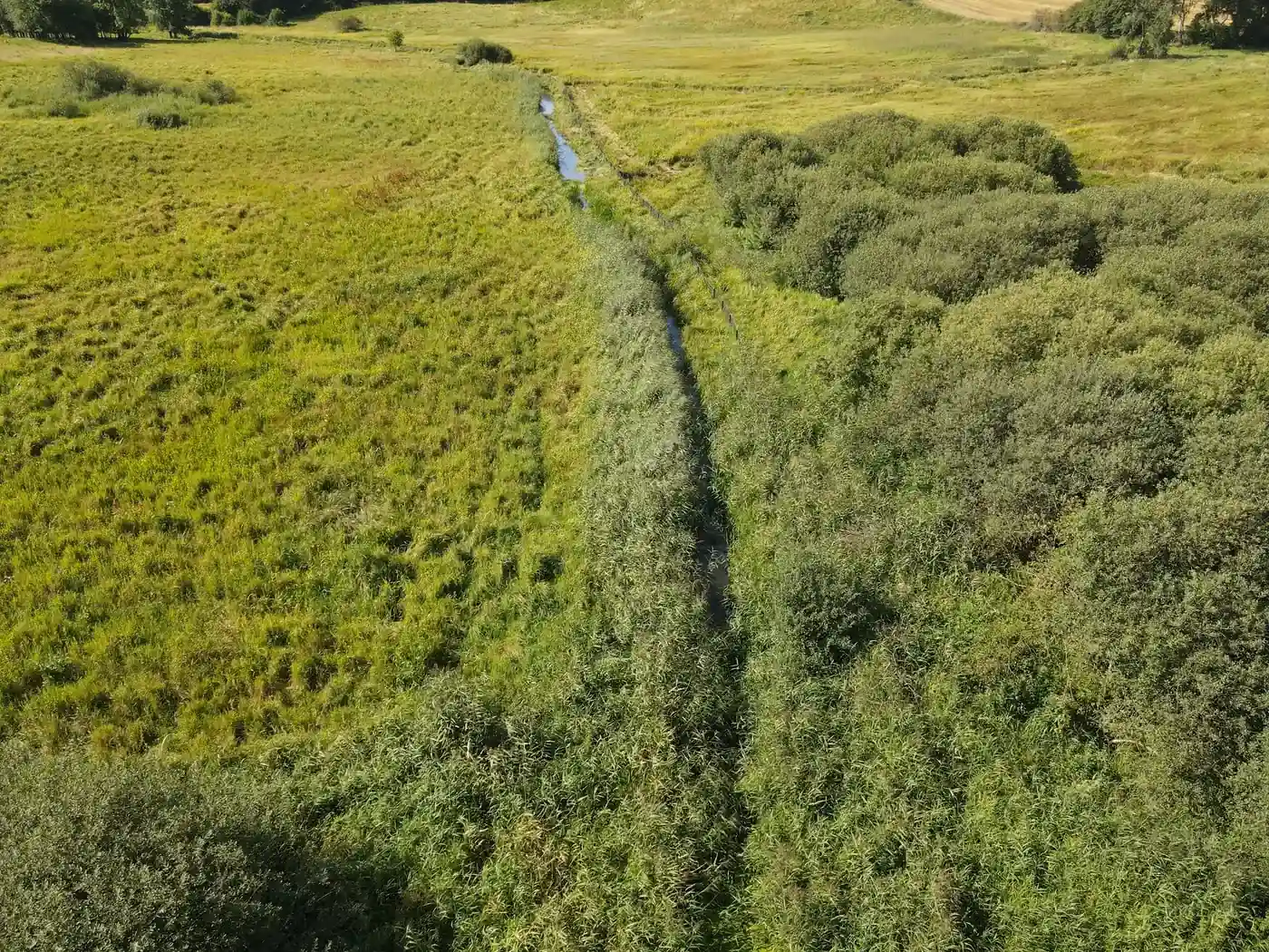 Lige vandløb mellem eng og krat, set fra drone