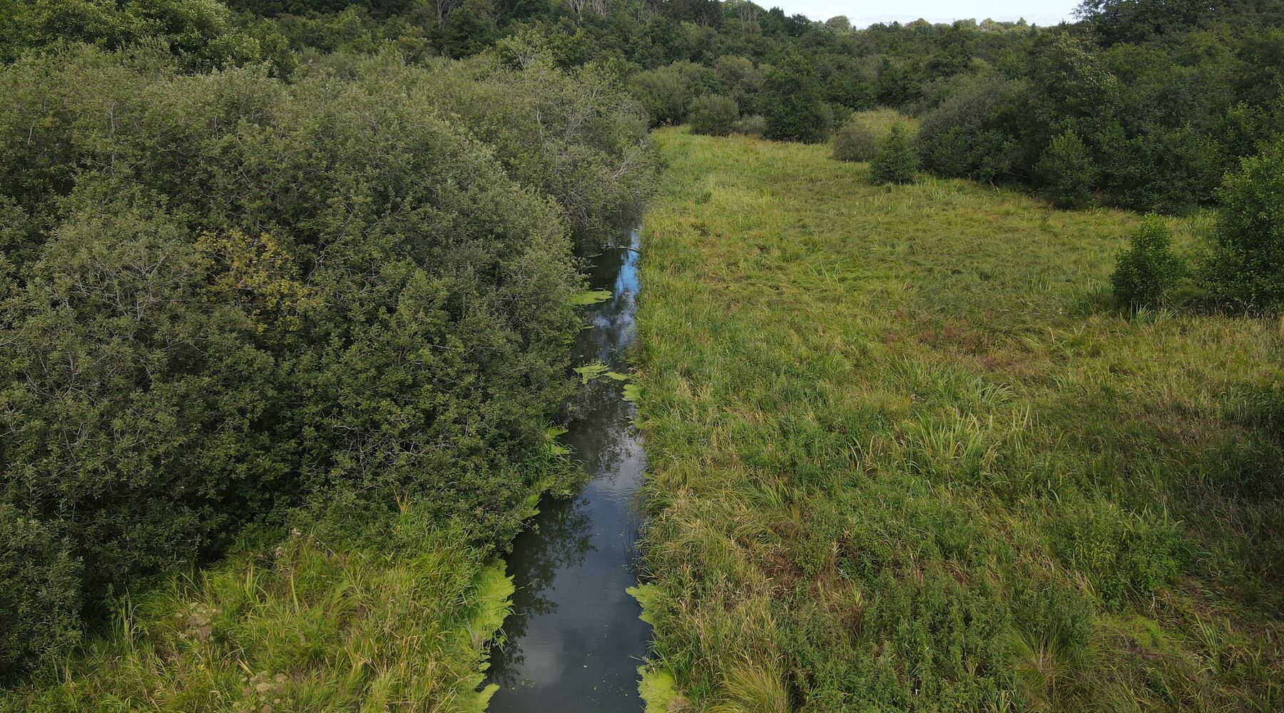 Vandløb gennem eng med tæt vegetation — drone-perspektiv