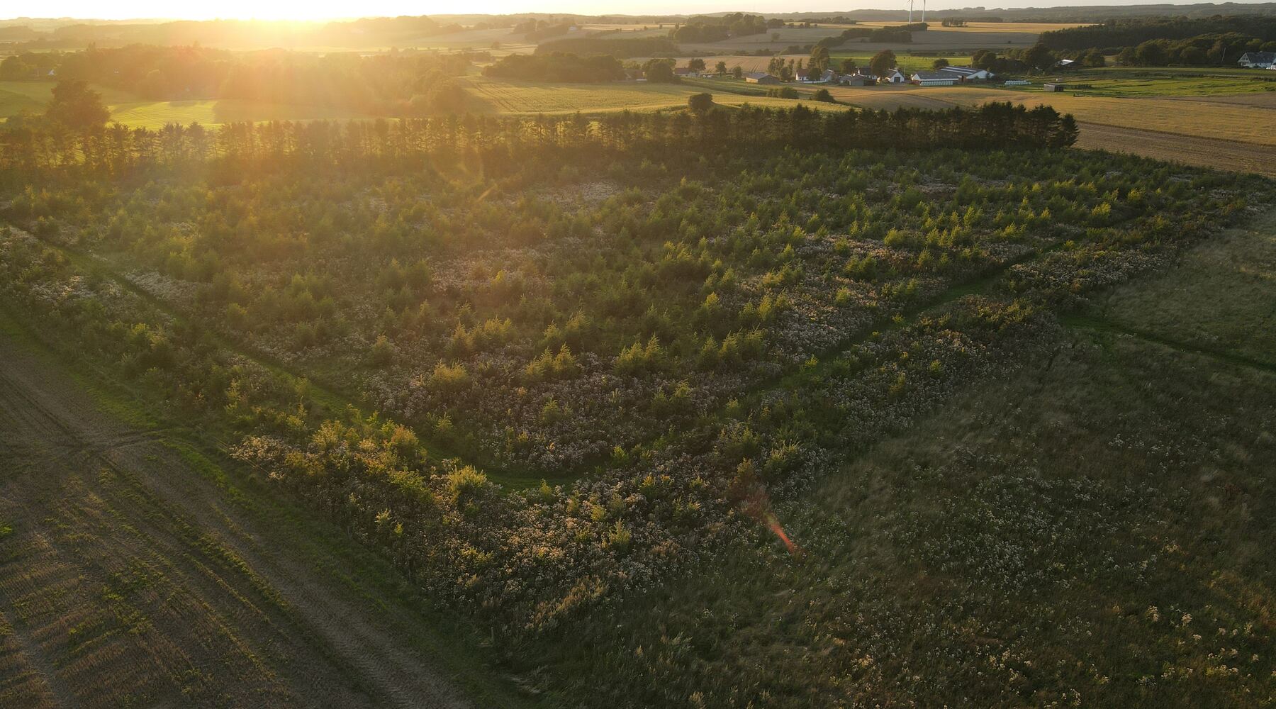 Naturareal i aftensol — luftfoto af landskab i etablering